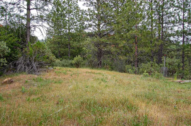 a view of a yard with a tree