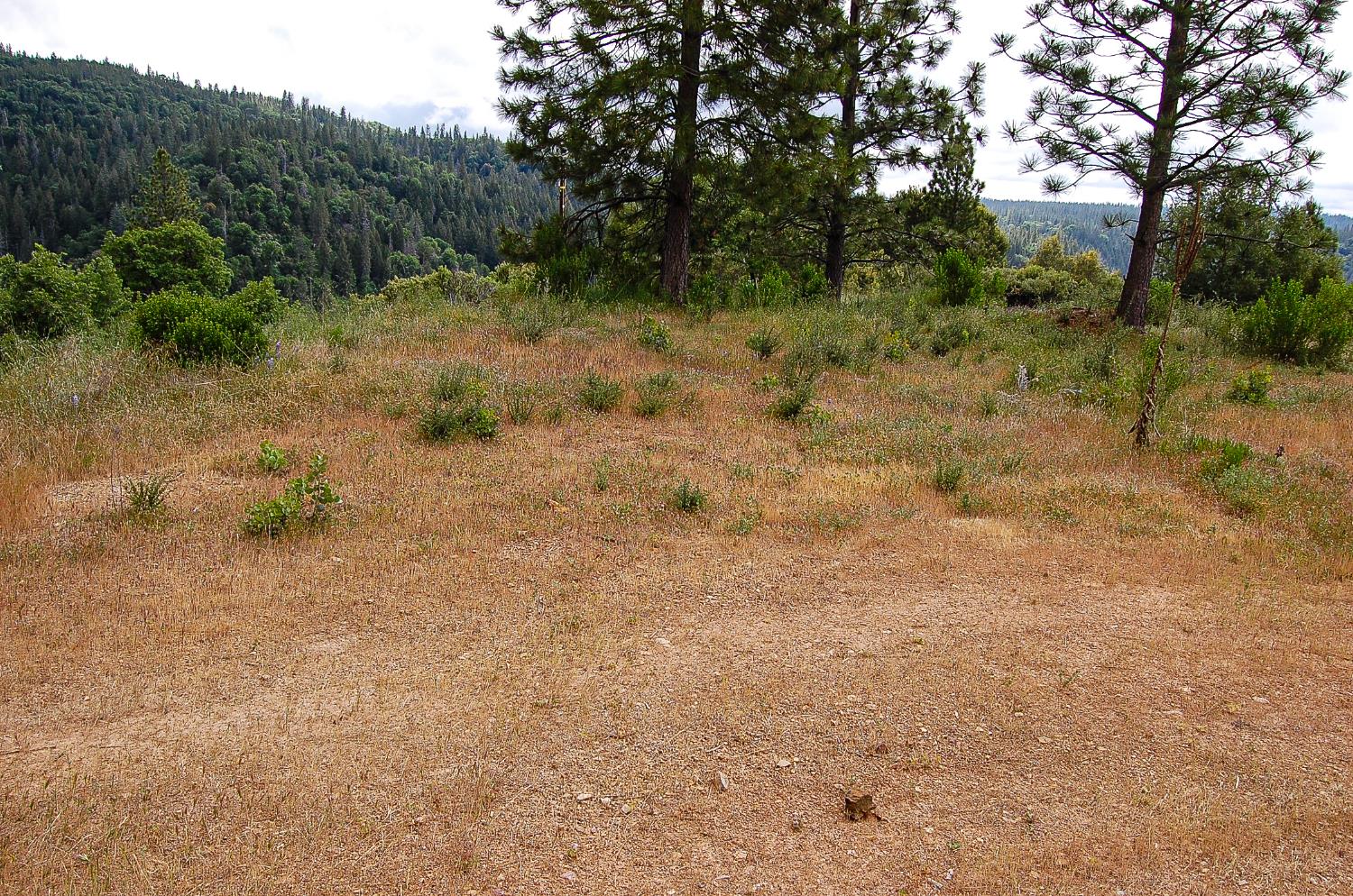 2676 Silver Mountain Road Rail Road Flat, CA 95248 - Photo 42 of 76 a view of a dry yard with trees in the background