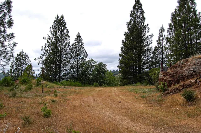 an aerial view of houses covered in trees
