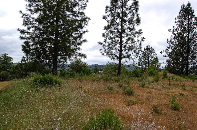 a view of a lot of trees in a field