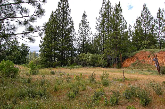 a view of a yard with trees