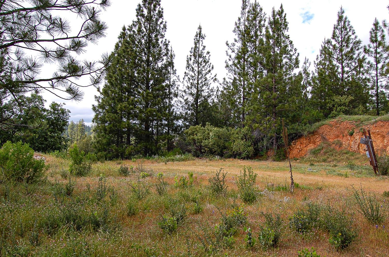 2676 Silver Mountain Road Rail Road Flat, CA 95248 - Photo 46 of 76 a view of a yard with a tree