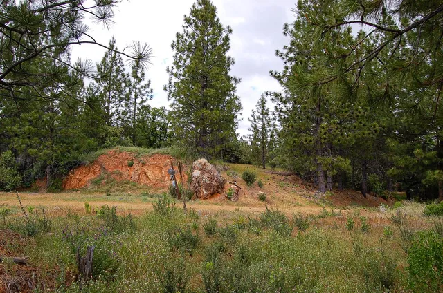 a view of a yard with large trees