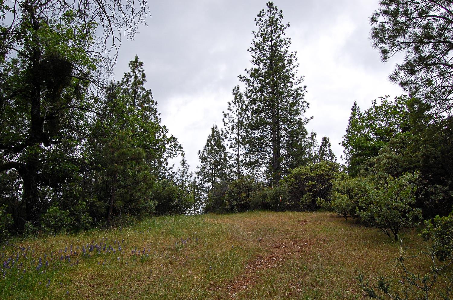 2676 Silver Mountain Road Rail Road Flat, CA 95248 - Photo 47 of 76 a view of outdoor space and a yard