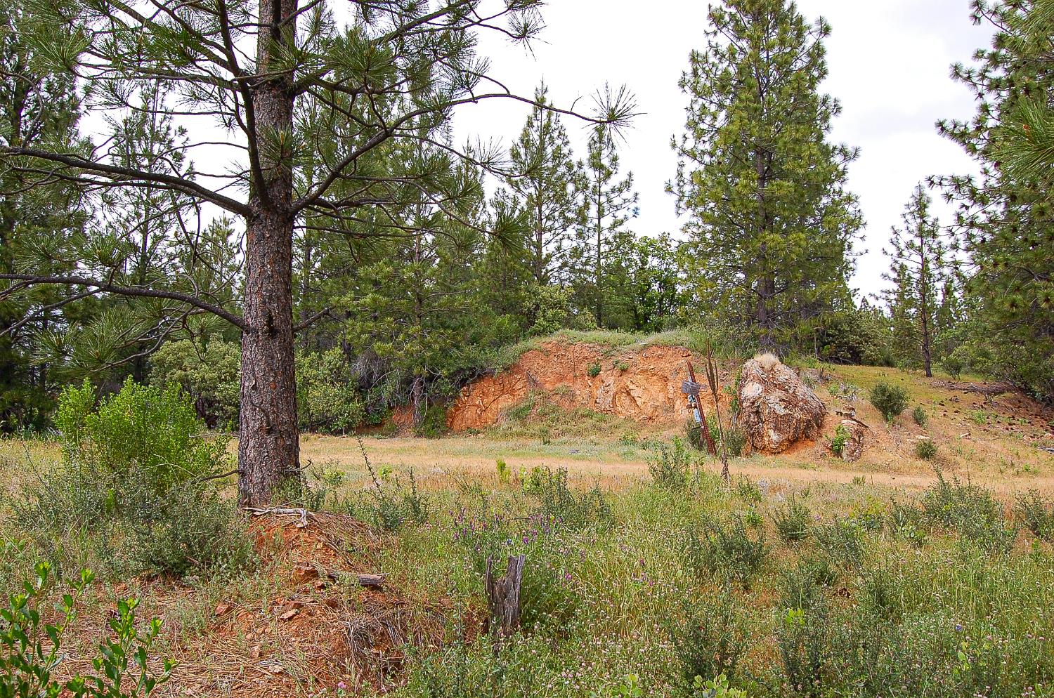 2676 Silver Mountain Road Rail Road Flat, CA 95248 - Photo 48 of 76 a view of a yard with large trees