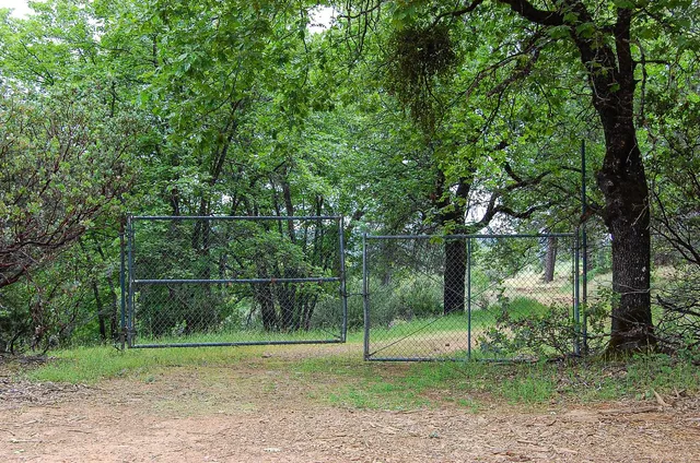 a view of a trees with a tree