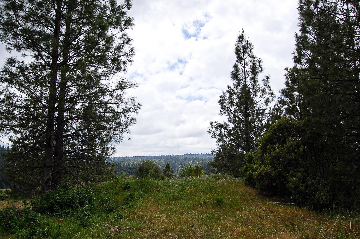 2676 Silver Mountain Road Rail Road Flat, CA 95248 - Photo 53 of 76 a view of a yard with plants and large trees