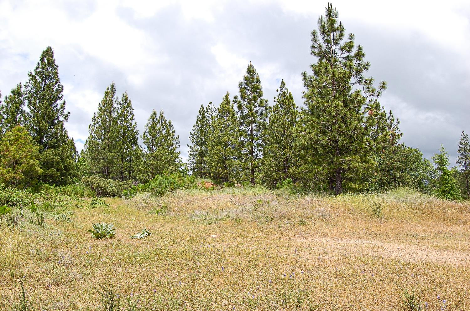 2676 Silver Mountain Road Rail Road Flat, CA 95248 - Photo 58 of 76 a view of a yard with a tree