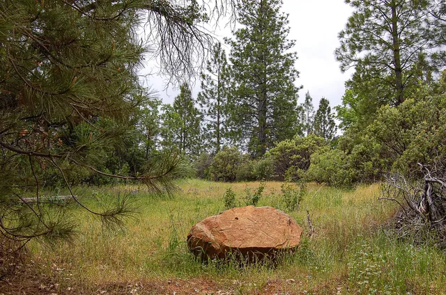 a view of a trees with yard