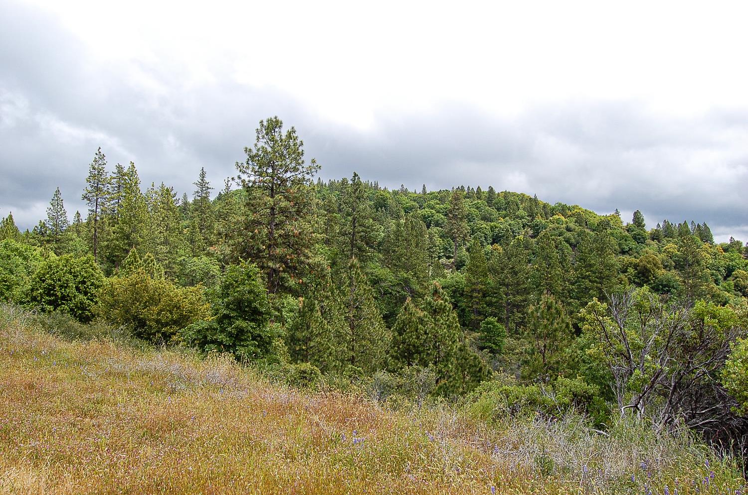 2676 Silver Mountain Road Rail Road Flat, CA 95248 - Photo 65 of 76