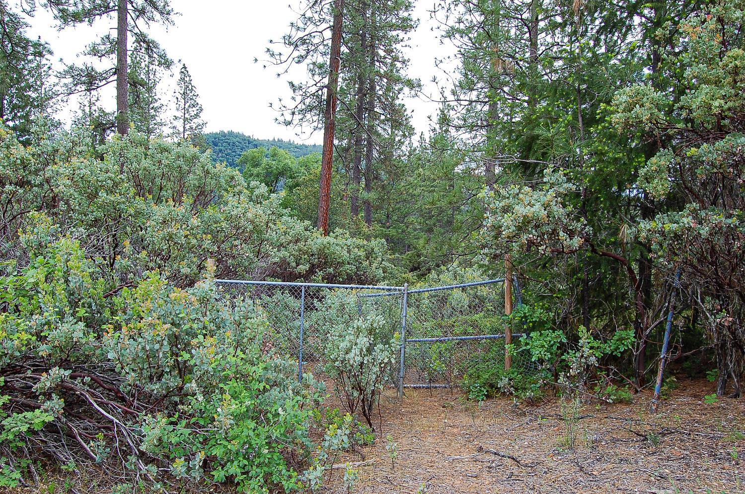 2676 Silver Mountain Road Rail Road Flat, CA 95248 - Photo 70 of 76 a view of a forest with a tree