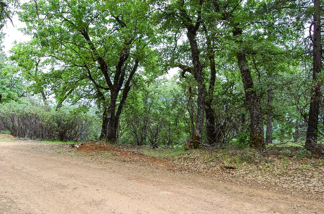 a view of a trees in a yard