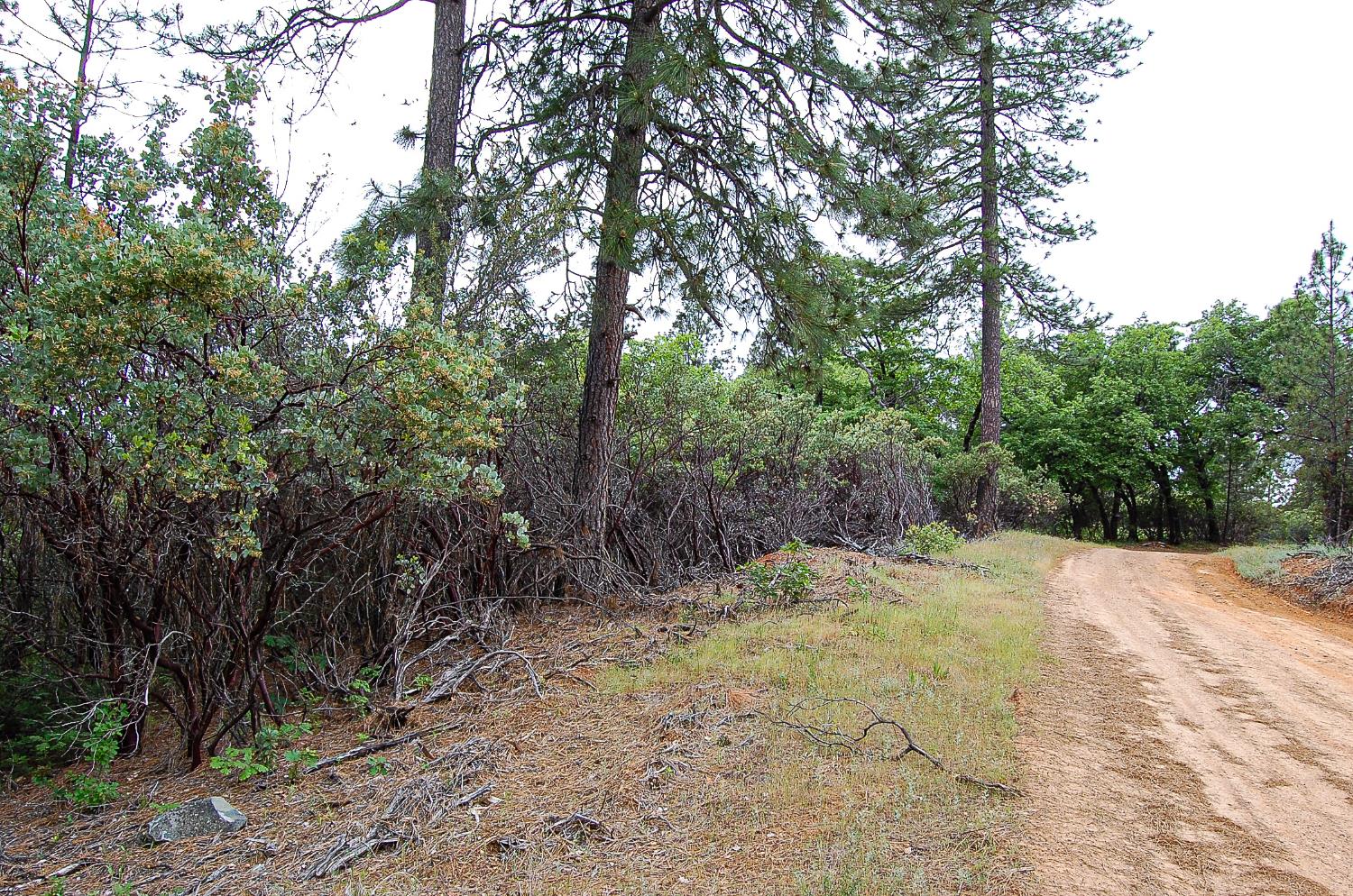 2676 Silver Mountain Road Rail Road Flat, CA 95248 - Photo 71 of 76 a view of a yard with trees