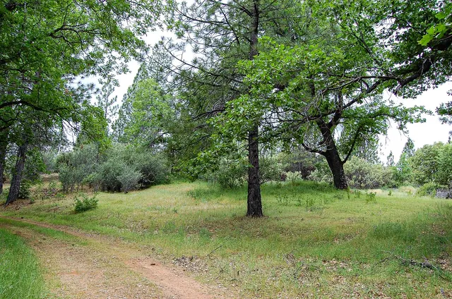 a view of a forest with trees in the background