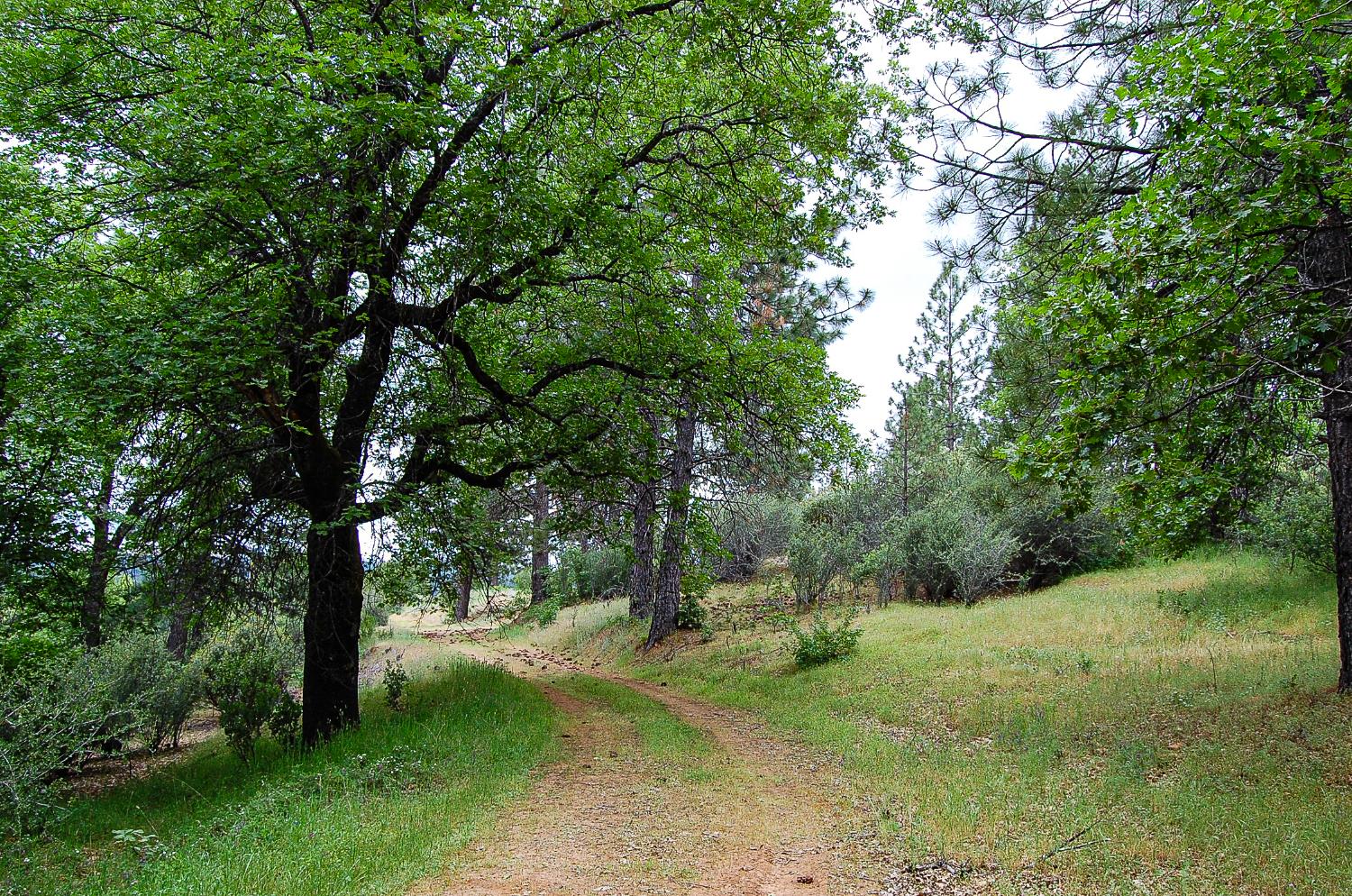 2676 Silver Mountain Road Rail Road Flat, CA 95248 - Photo 9 of 76 a view of a trees with yard