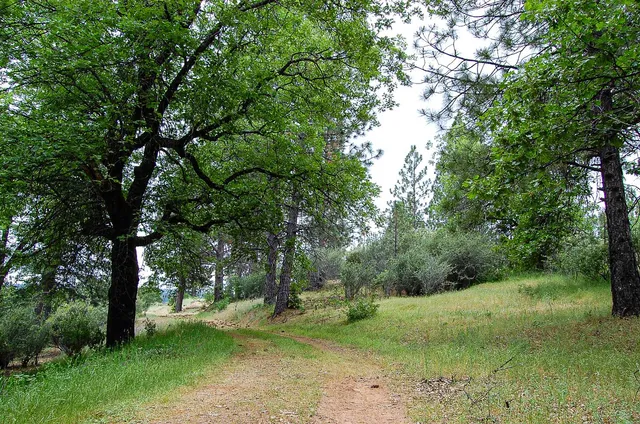 a view of a lot of trees in a yard