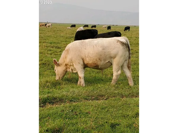 $8,942,000 | Mitchell Road, Dairy, OR 97625