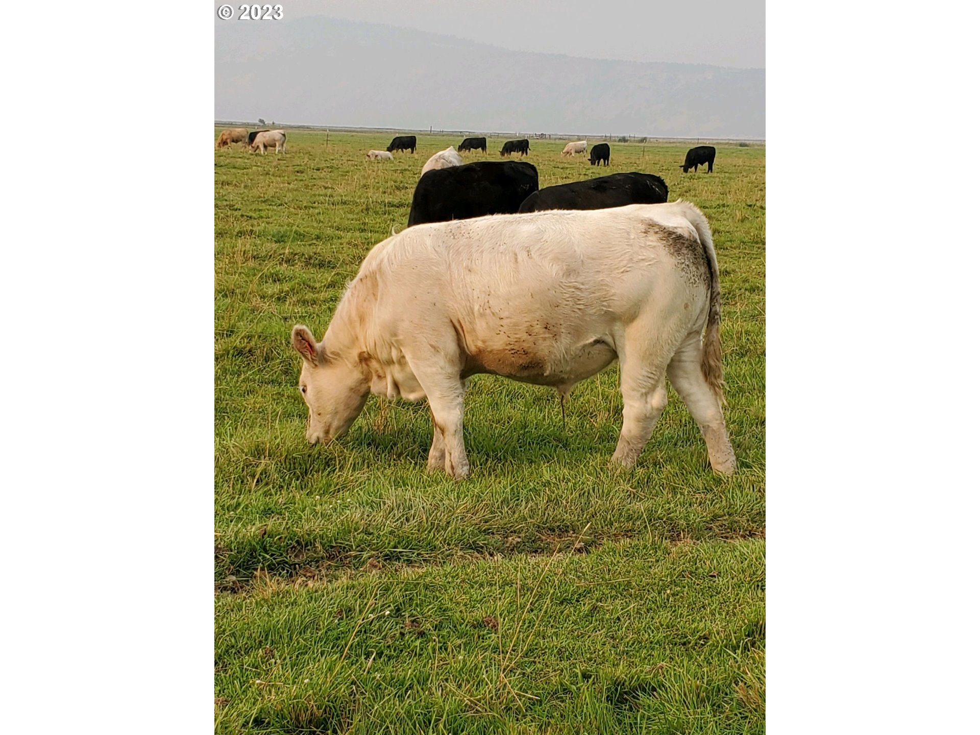 Mitchell Road Dairy, OR 97625 - Photo 11 of 18 a bathroom with a sink and a vanity