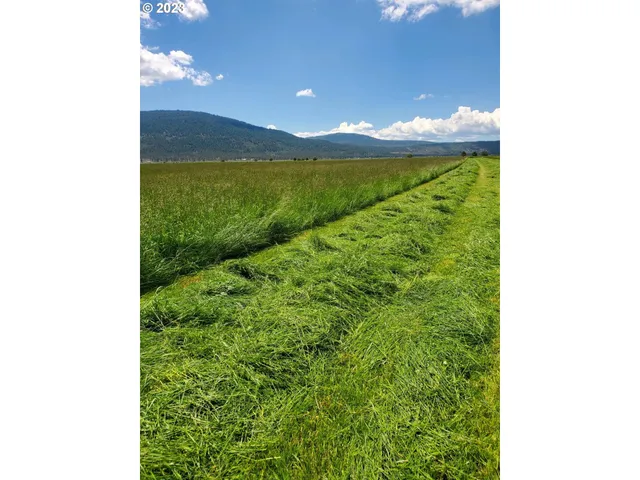 a view of a big yard with potted plants
