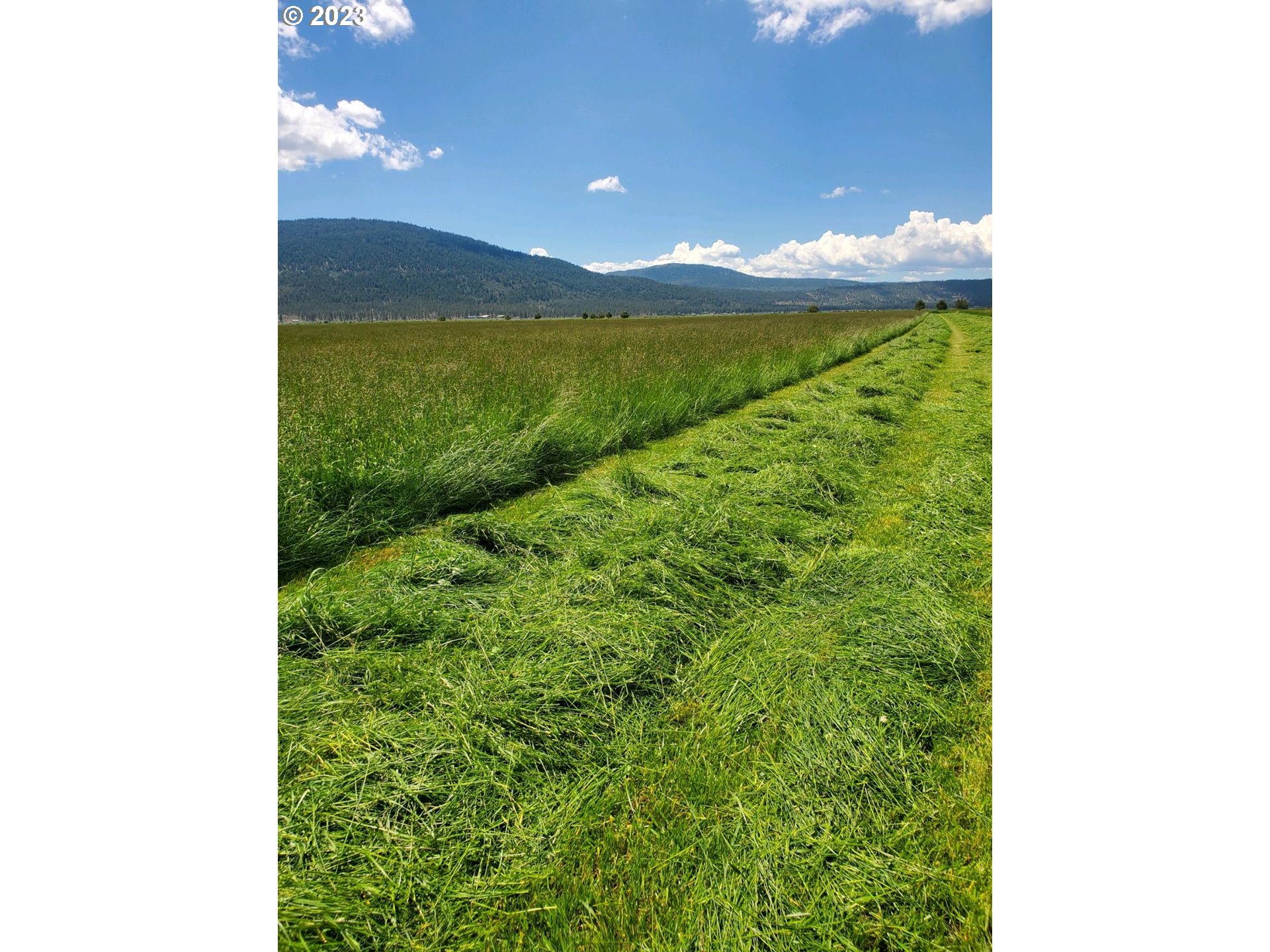 Mitchell Road Dairy, OR 97625 - Photo 4 of 18 a view of a big yard with potted plants