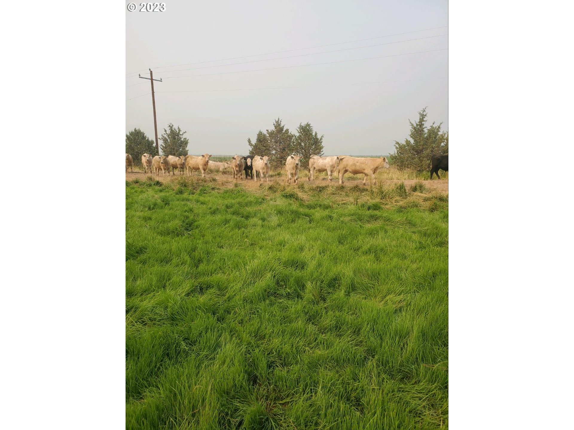 Mitchell Road Dairy, OR 97625 - Photo 8 of 18 a view of a room with a tree in the background