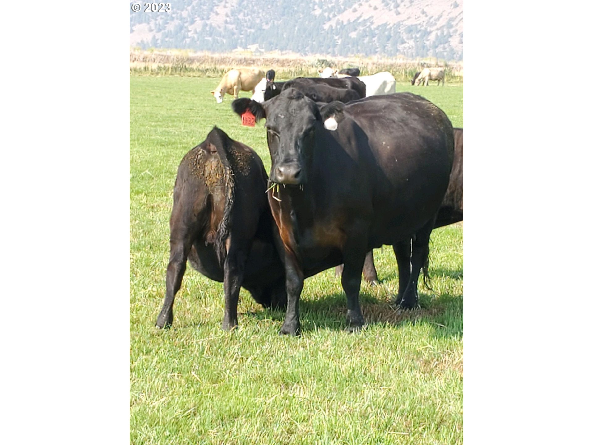 Mitchell Road Dairy, OR 97625 - Photo 10 of 18 a picture of a table
