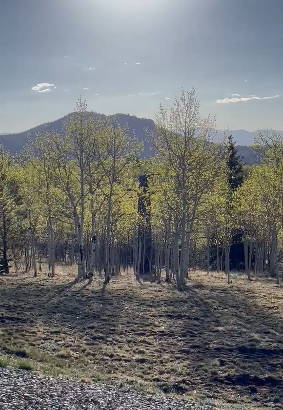 12 Loon Lane Como, CO 80432 - Photo 9 of 31