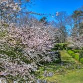a view of a garden with plants