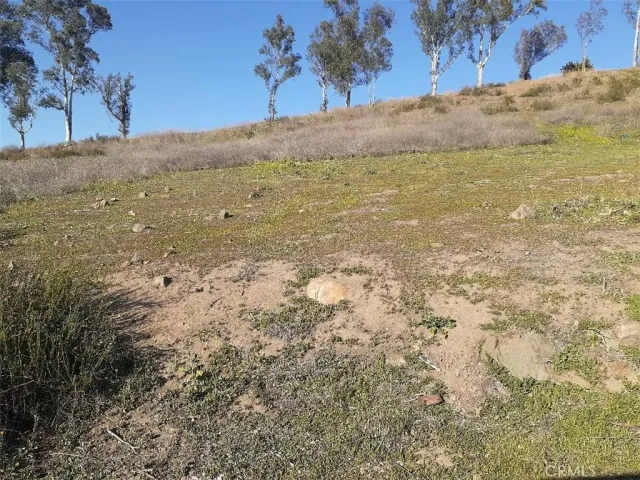 a view of a field with a tree in the background