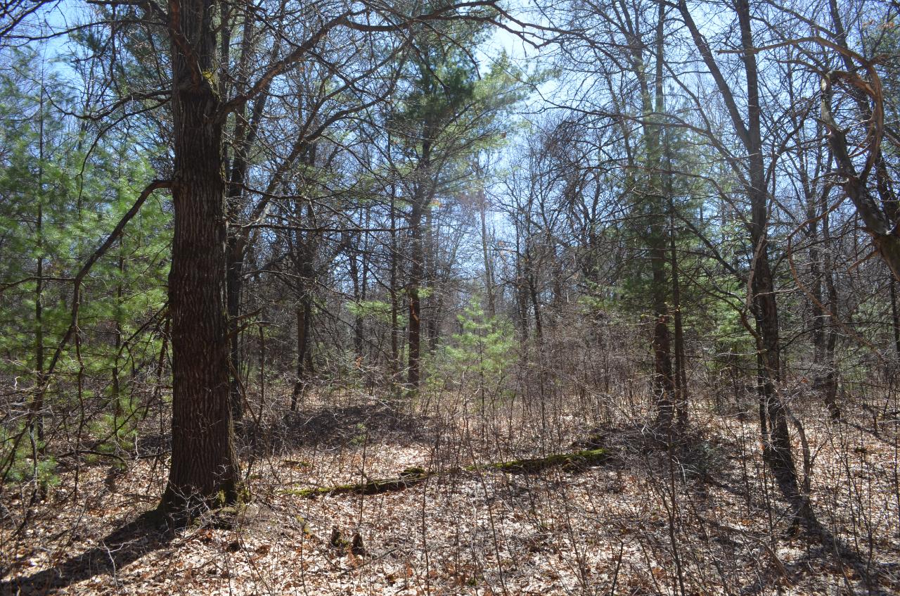Lot 5 Point O Pines Road Tomahawk, WI 54487 - Photo 8 of 25 Gallery Image 8