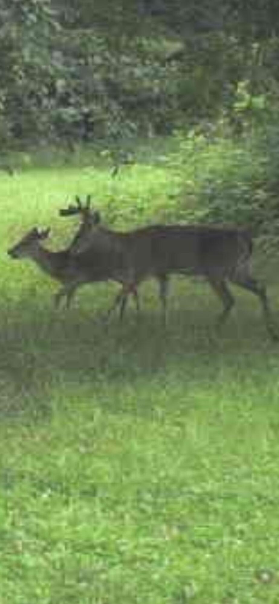 380 Birch Road Mikado, MI 48745 - Photo 200 of 225 IMG_0171