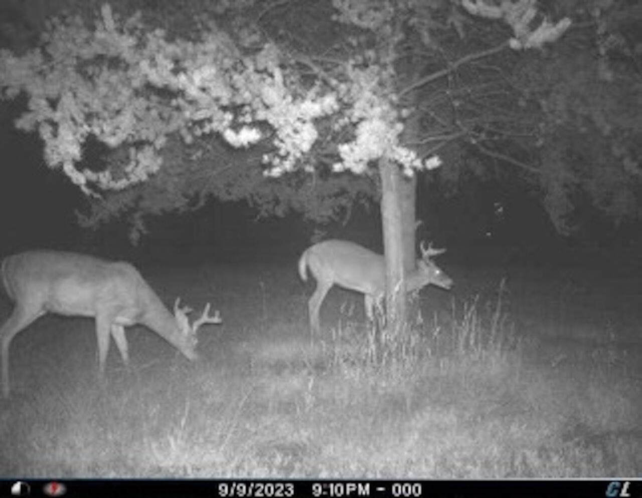380 Birch Road Mikado, MI 48745 - Photo 224 of 225 T_00018 2