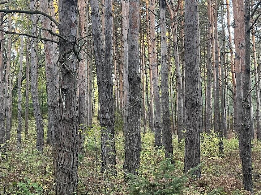 3498 Lindeman Road Manistee, MI 49660 - Photo 52 of 72 pk37