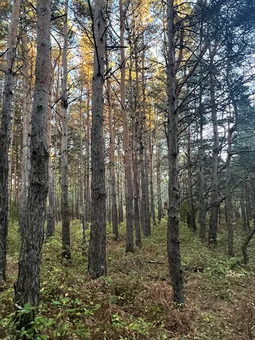 $320,000 | 3498 Lindeman Road, Manistee, MI 49660