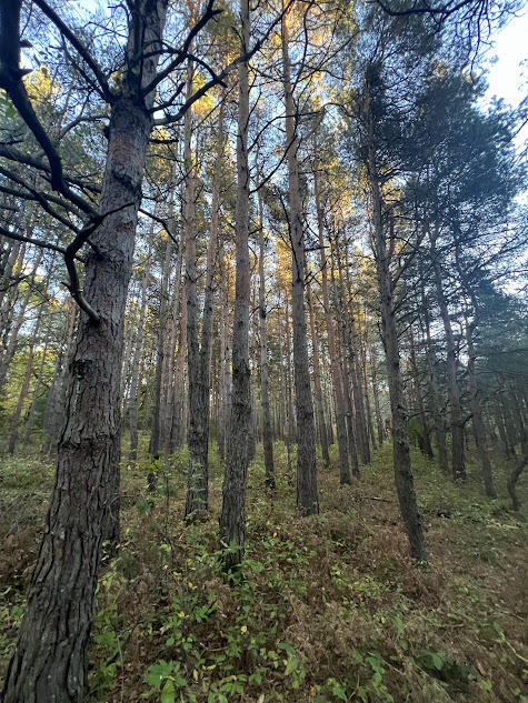 3498 Lindeman Road Manistee, MI 49660 - Photo 54 of 72 pk38