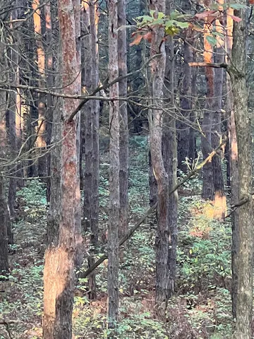 $320,000 | 3498 Lindeman Road, Manistee, MI 49660