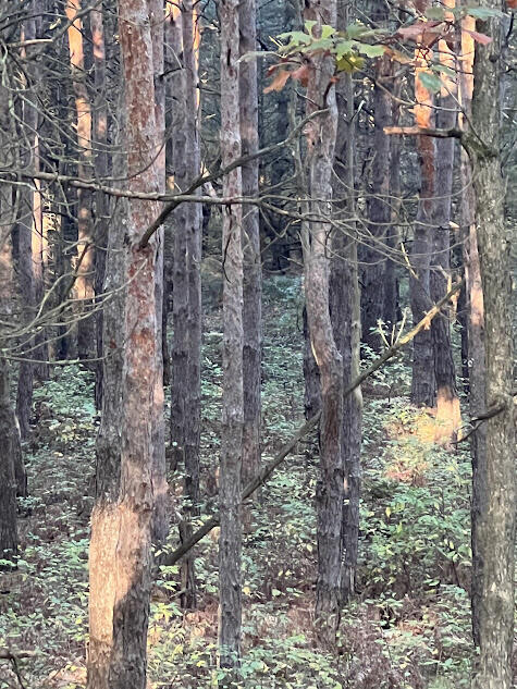 3498 Lindeman Road Manistee, MI 49660 - Photo 56 of 72 sk5