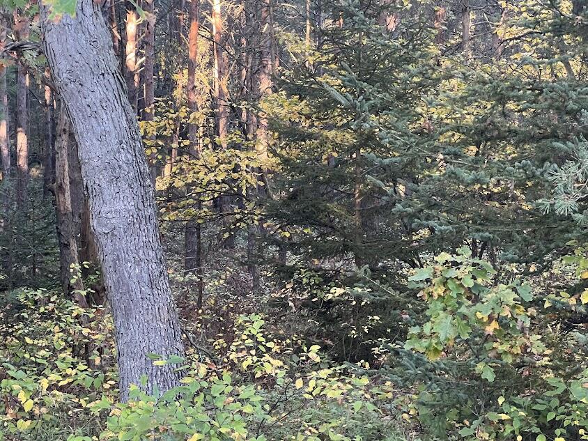 3498 Lindeman Road Manistee, MI 49660 - Photo 58 of 72 sk3