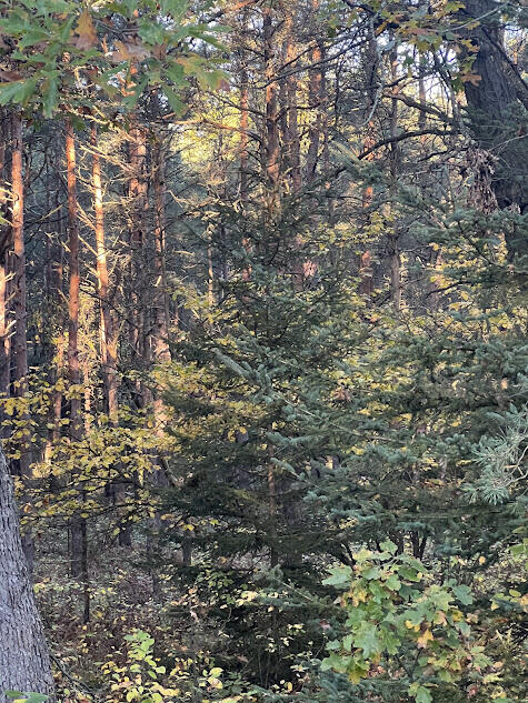 3498 Lindeman Road Manistee, MI 49660 - Photo 59 of 72 sk4