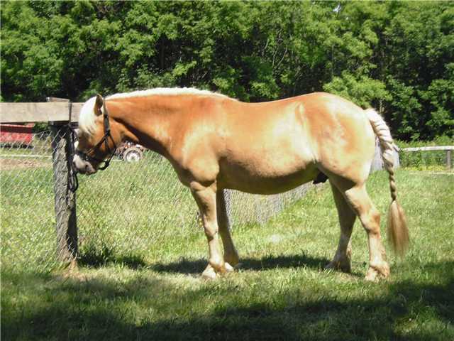 7086 Simmons Church Rd Mount Centerburg, OH 43011 - Photo 10 of 13