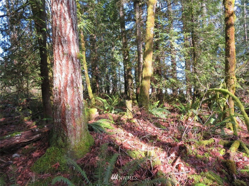 0 River Heights Road Centralia, WA 98531 - Photo 12 of 25 Gallery Image 12