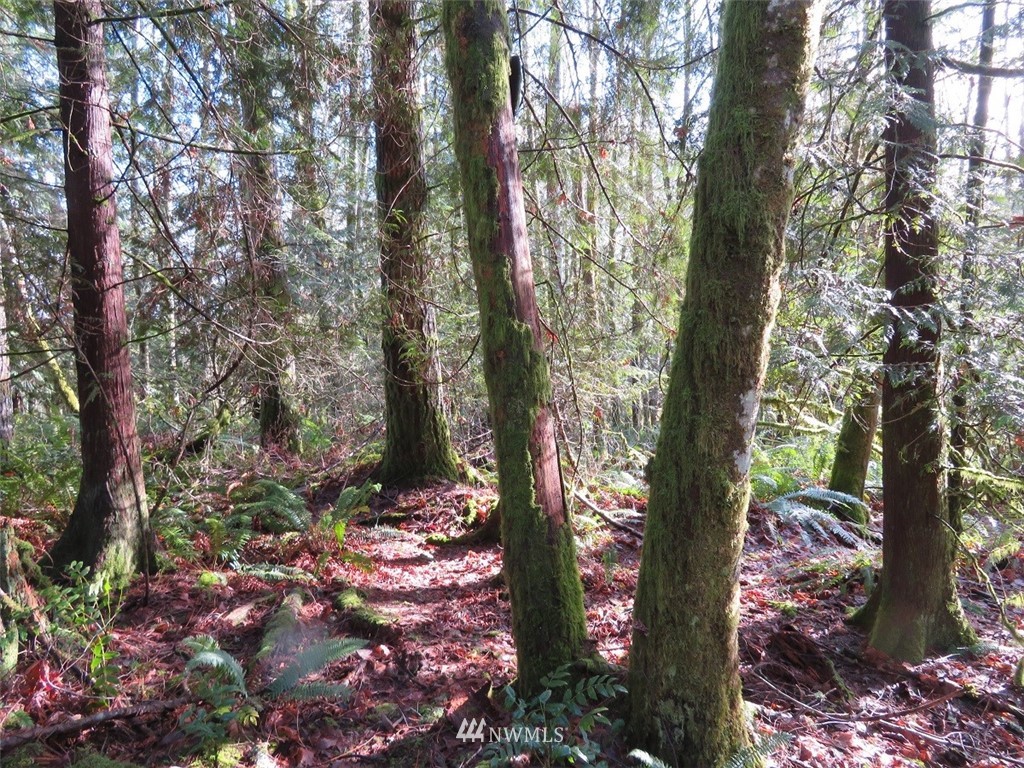 0 River Heights Road Centralia, WA 98531 - Photo 13 of 25 Gallery Image 13