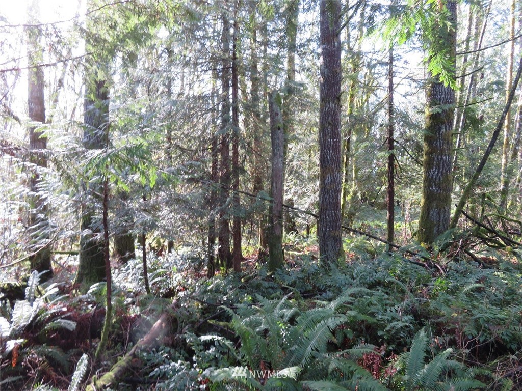 0 River Heights Road Centralia, WA 98531 - Photo 14 of 25 Gallery Image 14