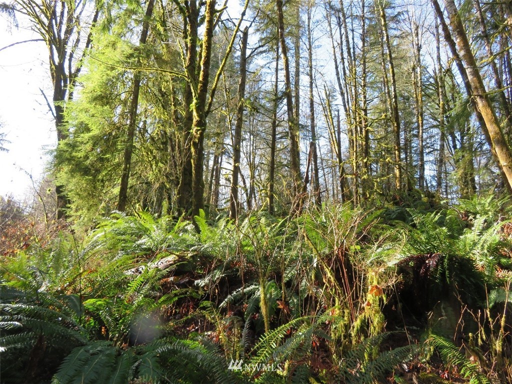 0 River Heights Road Centralia, WA 98531 - Photo 15 of 25 Gallery Image 15