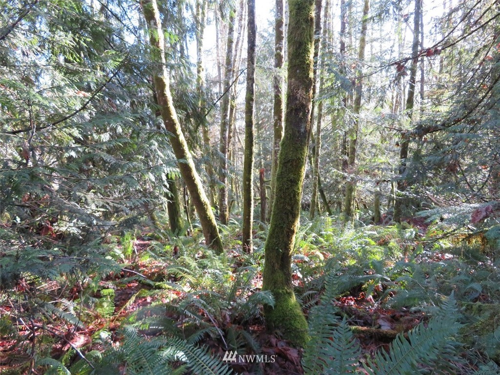 0 River Heights Road Centralia, WA 98531 - Photo 21 of 25 Gallery Image 21