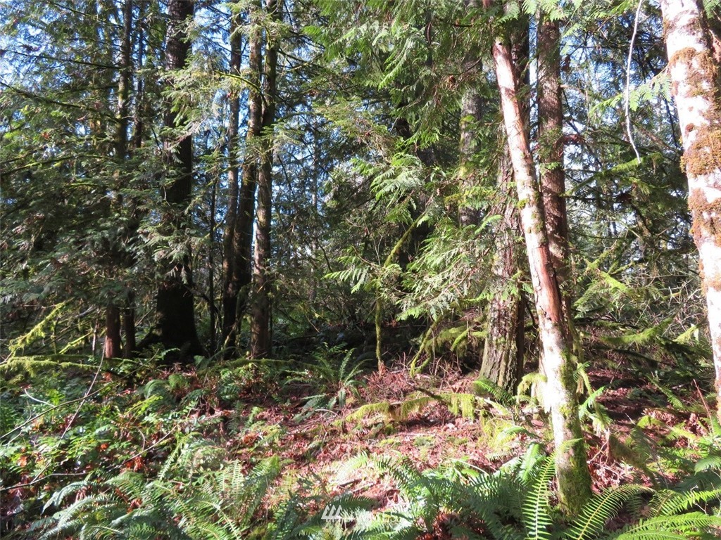 0 River Heights Road Centralia, WA 98531 - Photo 22 of 25 Gallery Image 22
