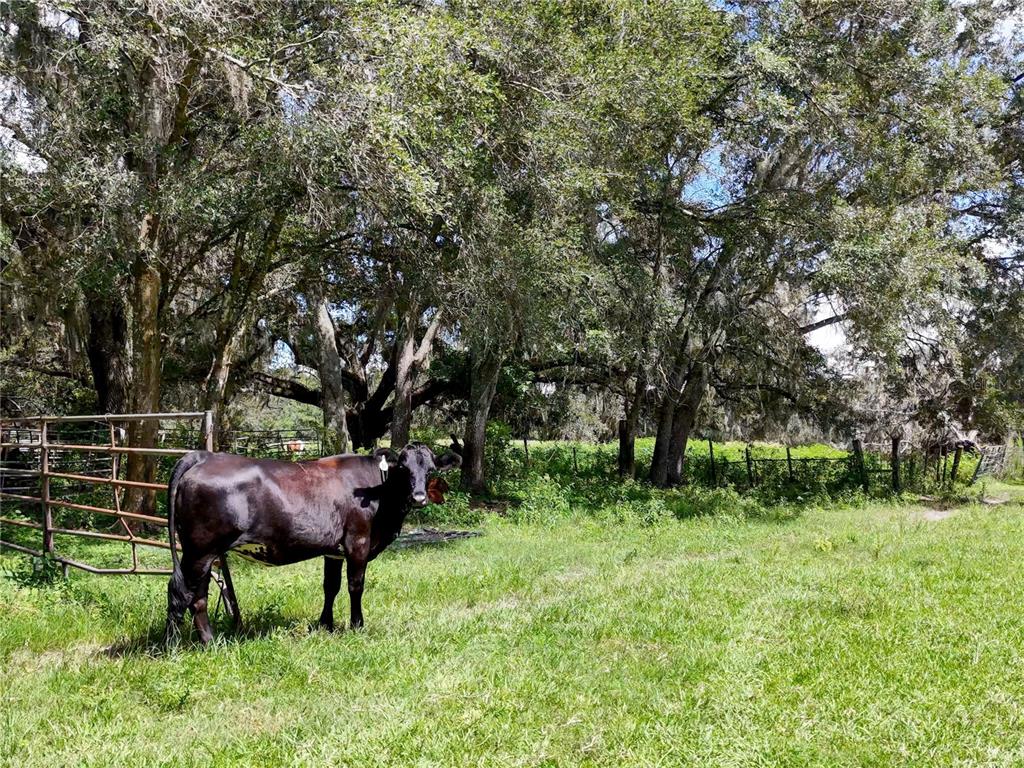 20089 Ayers Road Brooksville, FL 34604 - Photo 25 of 41