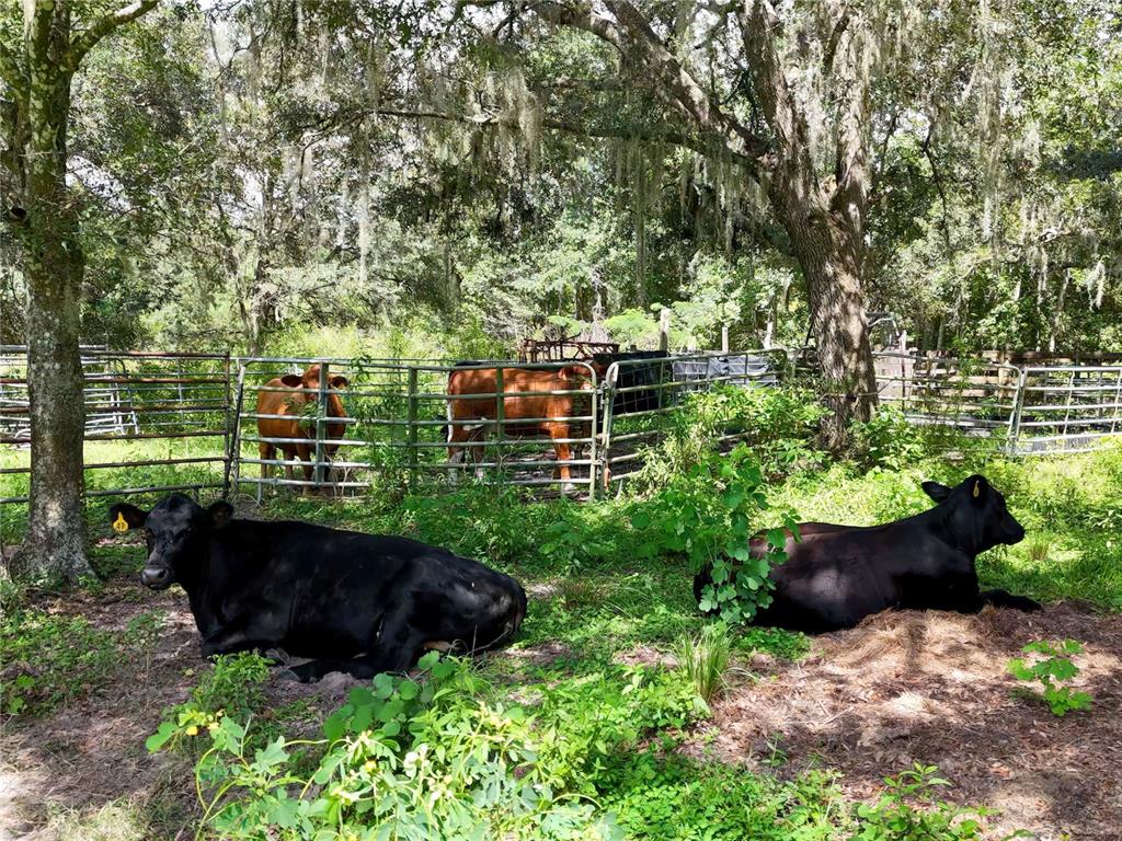 20089 Ayers Road Brooksville, FL 34604 - Photo 28 of 41