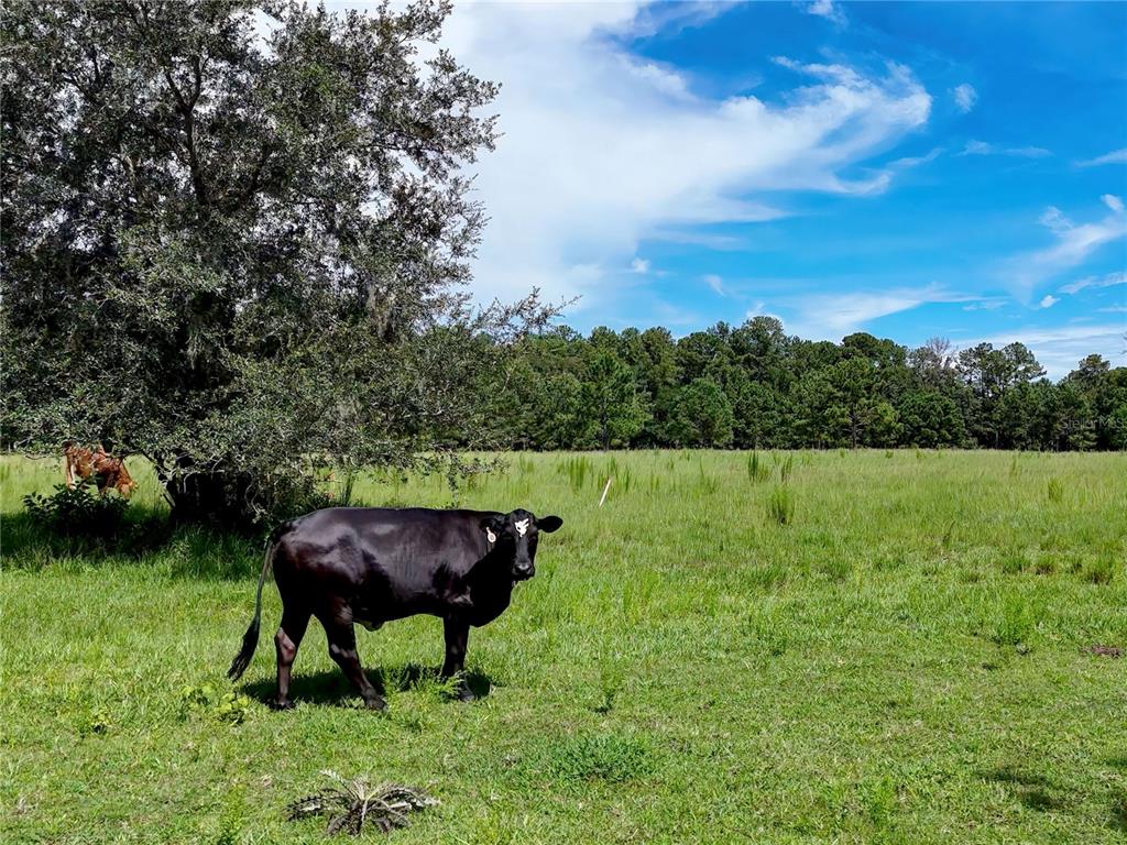 20089 Ayers Road Brooksville, FL 34604 - Photo 29 of 41
