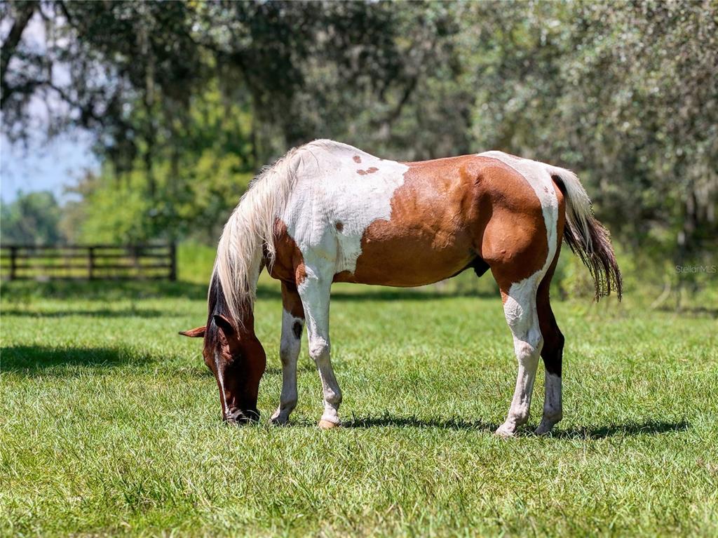 20089 Ayers Road Brooksville, FL 34604 - Photo 5 of 41